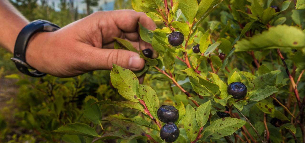 Image of a man's hand picking blueberries.