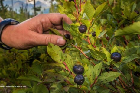 Image of a man's hand picking blueberries.