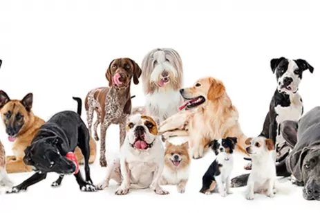 Just Food For Dogs SLU