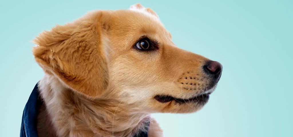 Golden labrador with a blue bandana on its neck