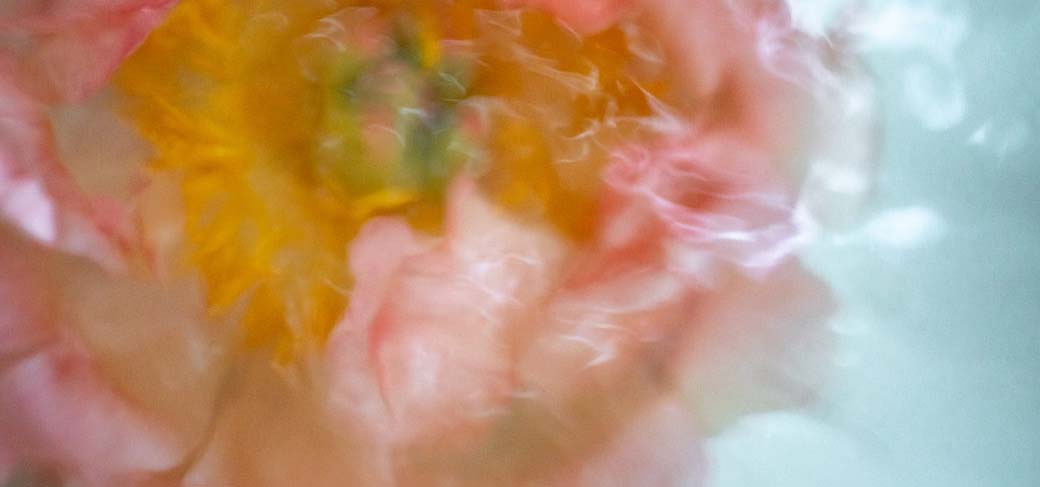 Blurred, pastel photograph of a floral image.