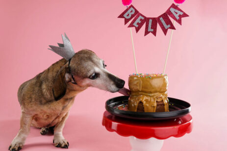 The Seattle Barkery