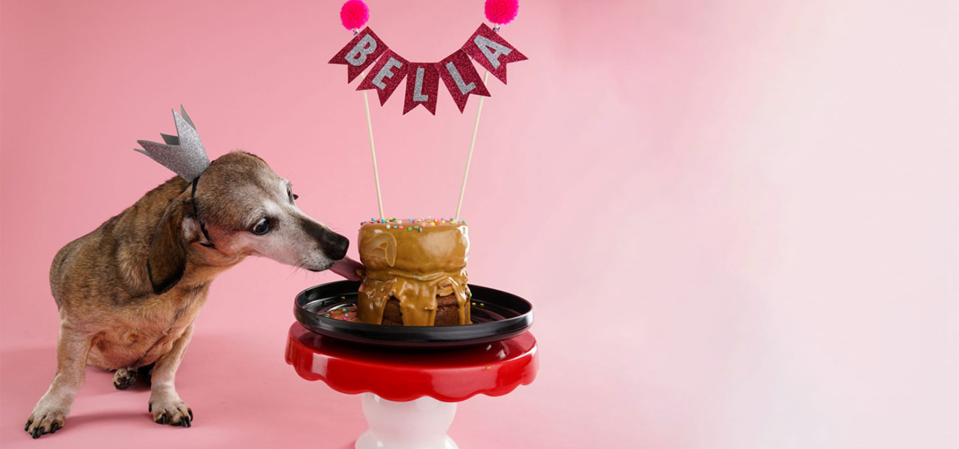 dog licking cake