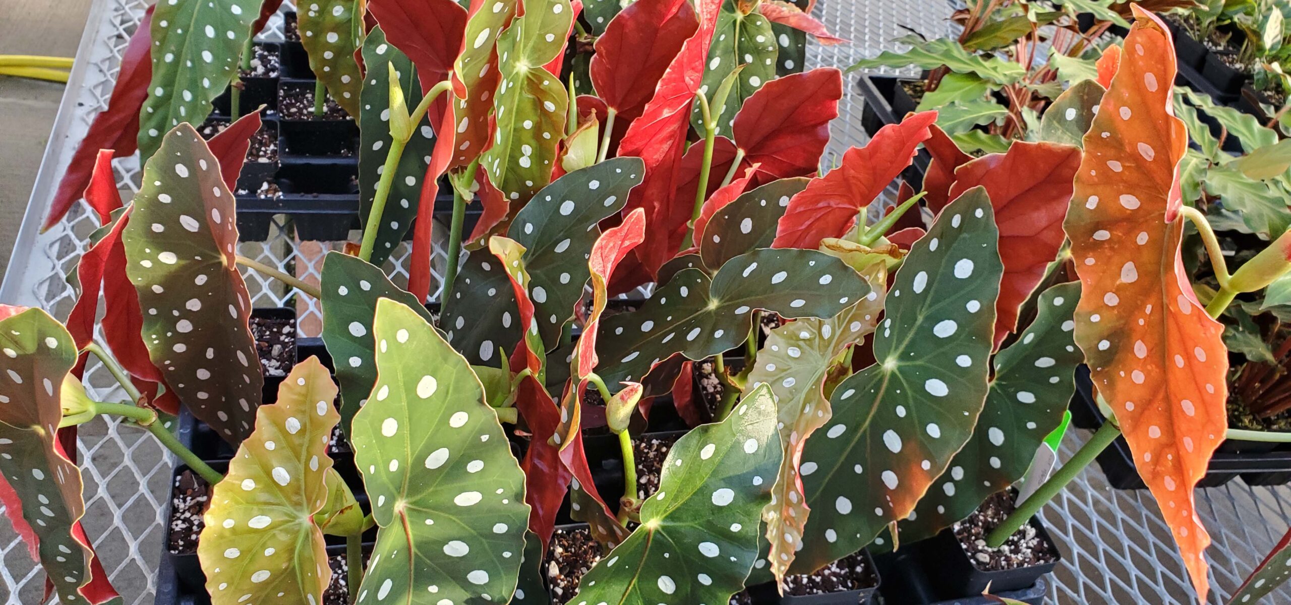 Image of Begonia leaves.