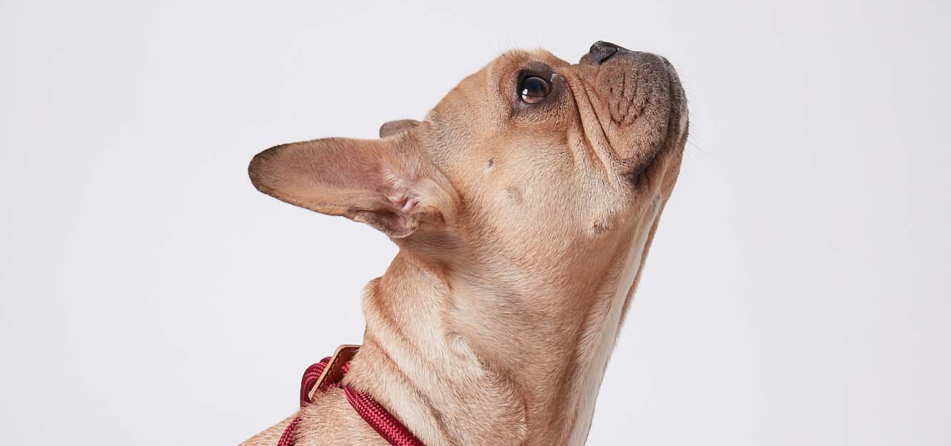 French bulldog with light brown fur and a red harness.