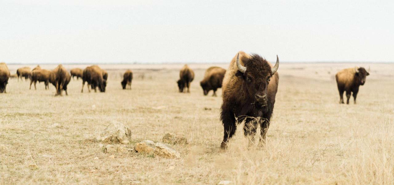 Buffalo running in a field.
