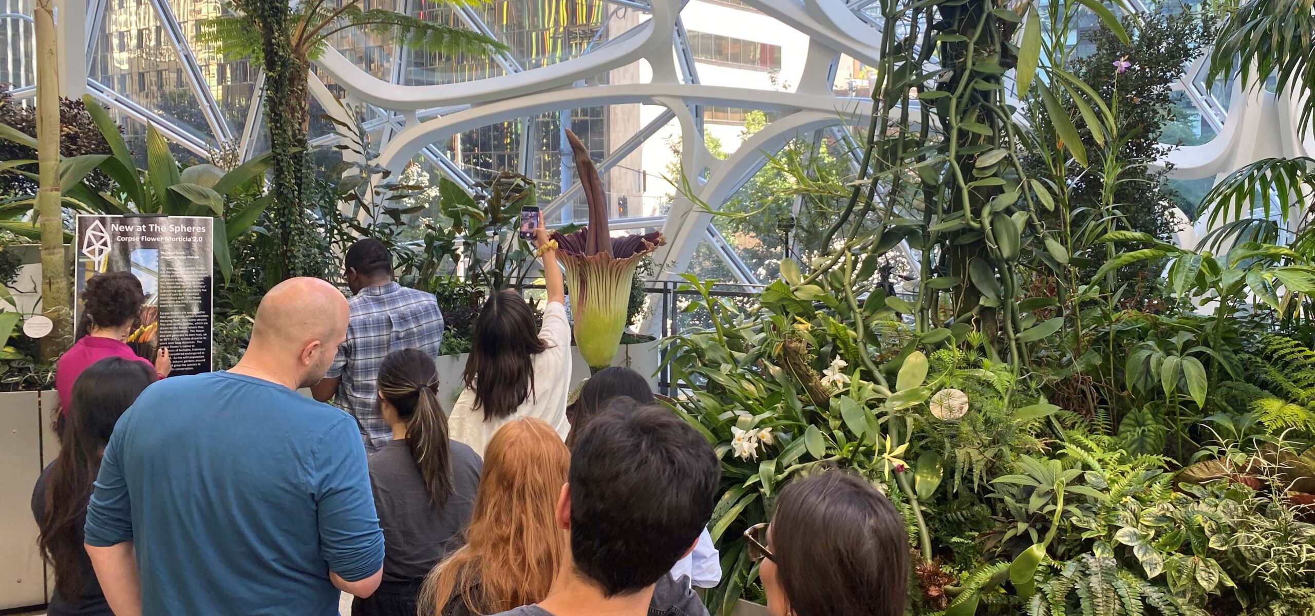 People waiting in line to see the a blooming corps flower.
