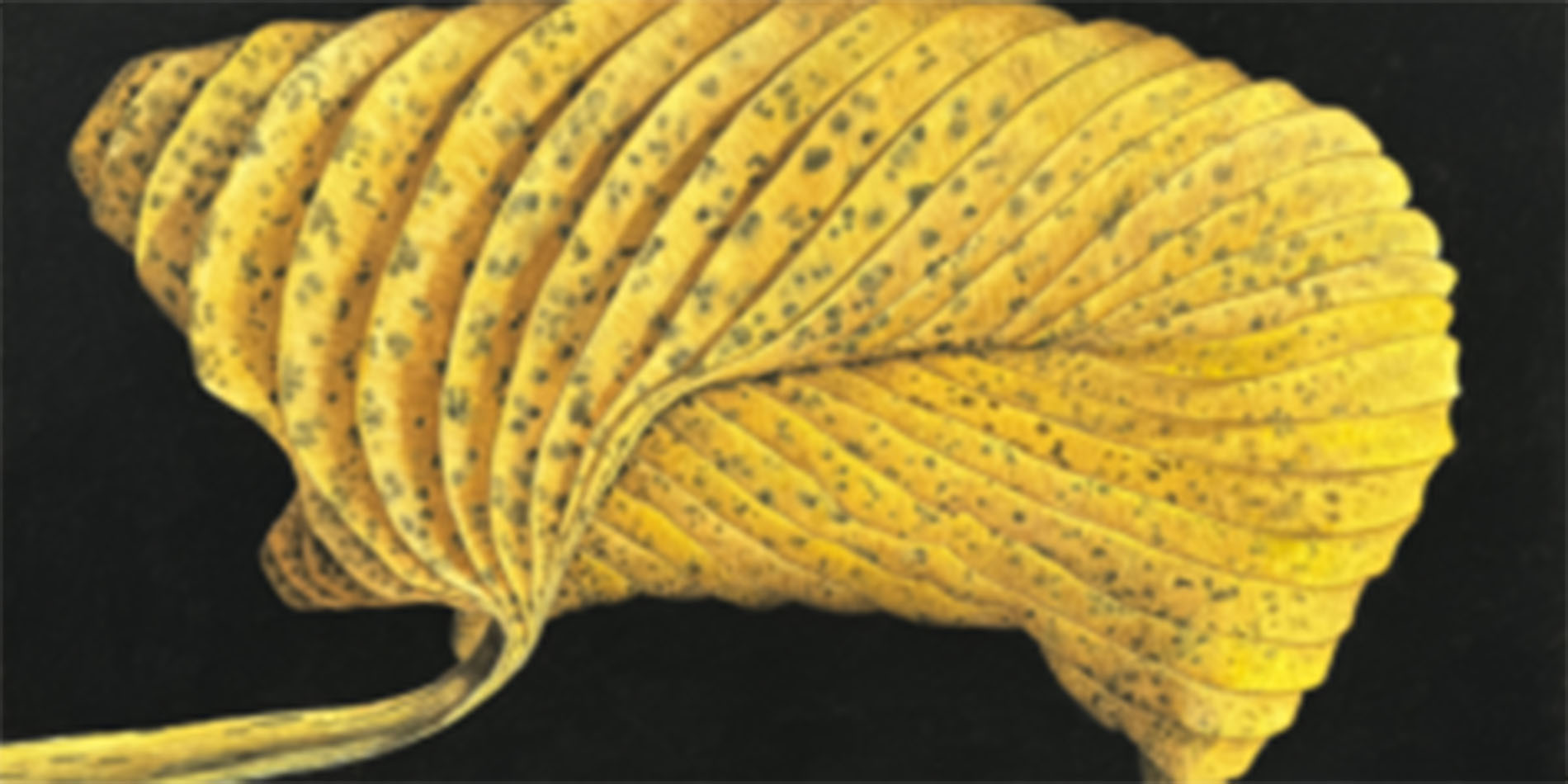 close-up of leaf