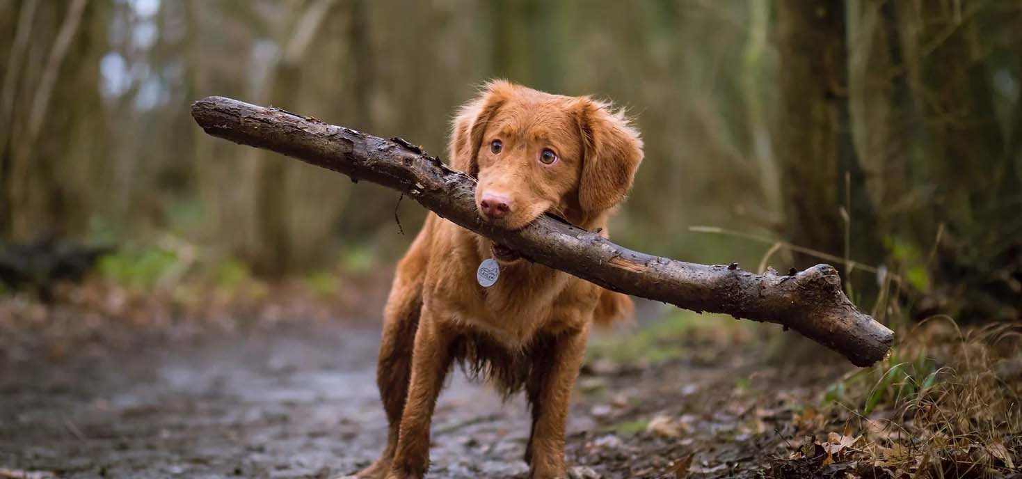 A red dog running with a stick in its mouth.
