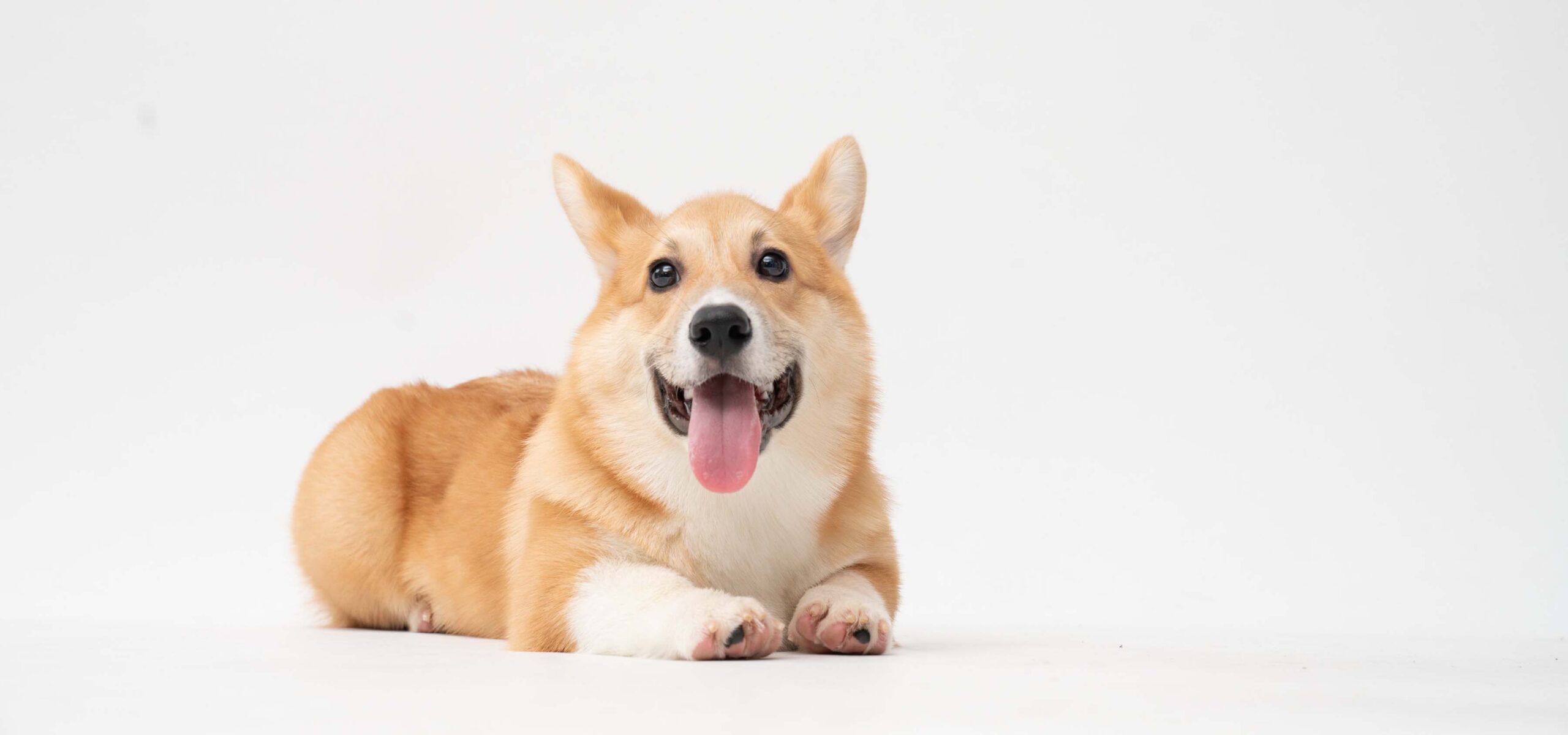 Photo of a corgi dog.