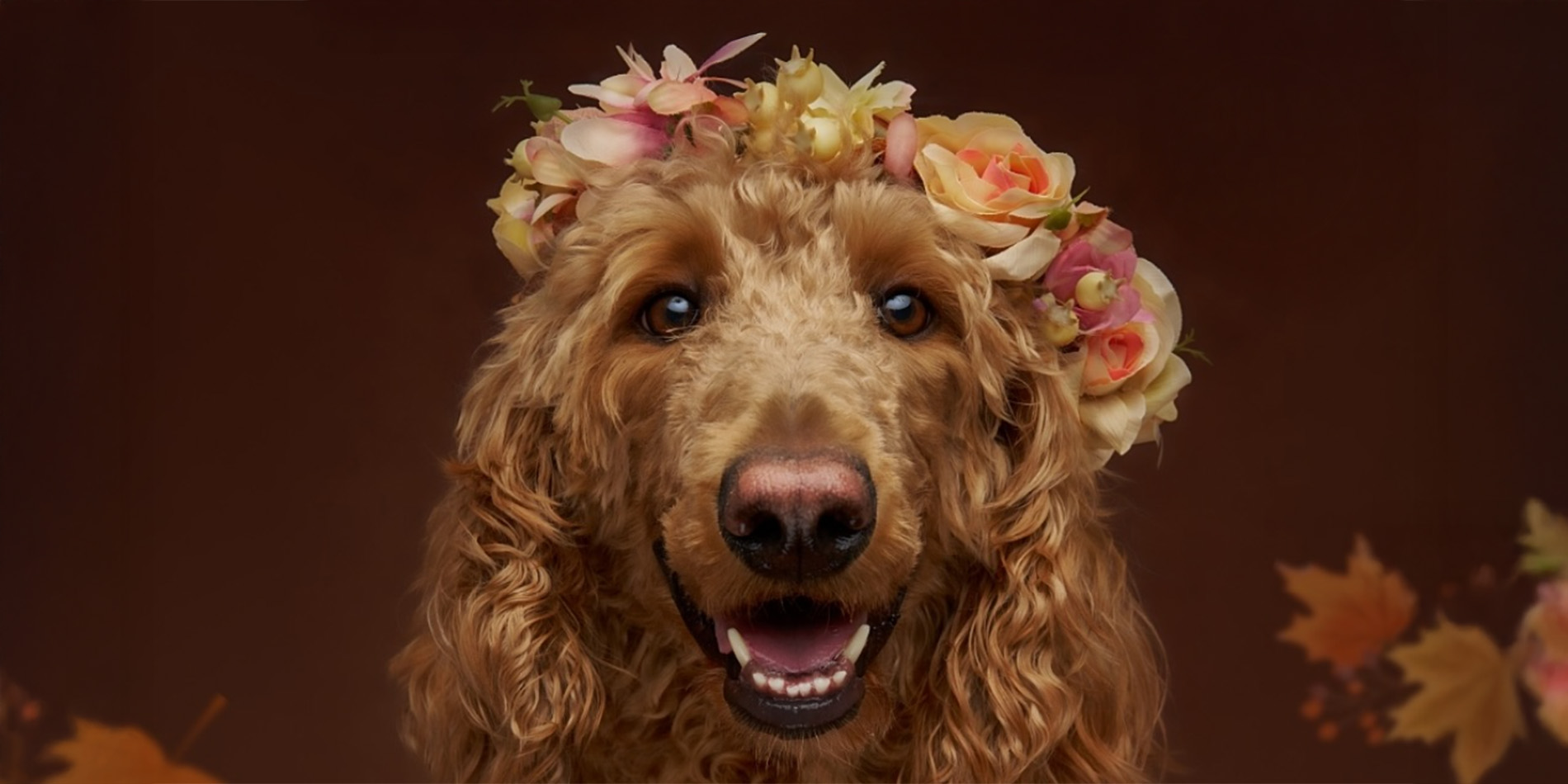 dog portrait