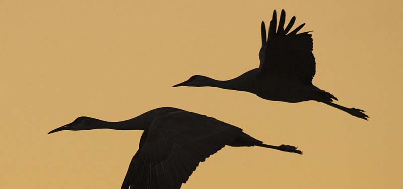 A bronze, orange background with silhouette of geese flying.