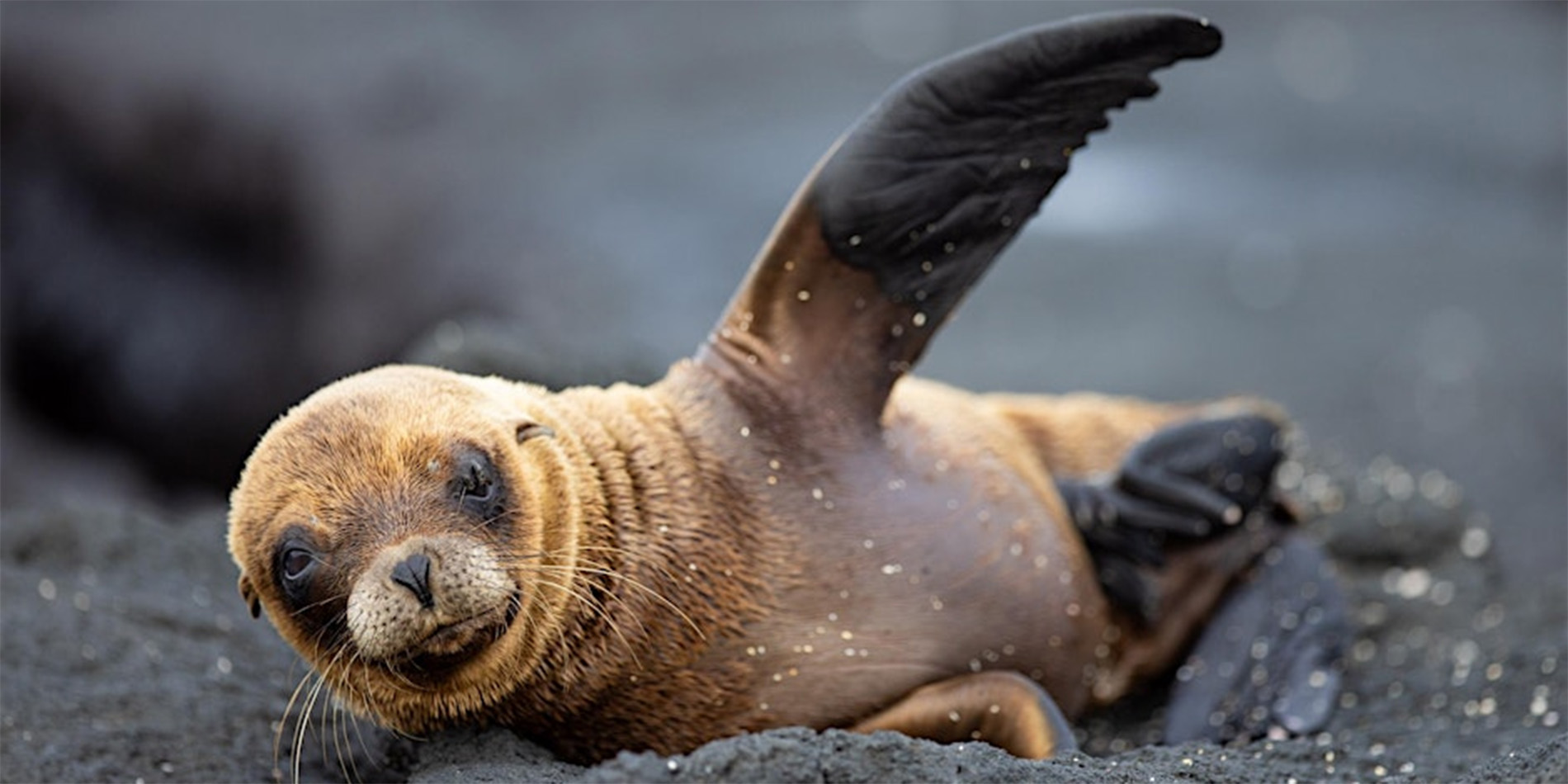 seal