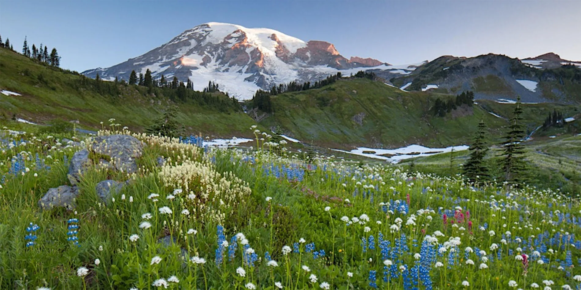 mt rainier & meadow