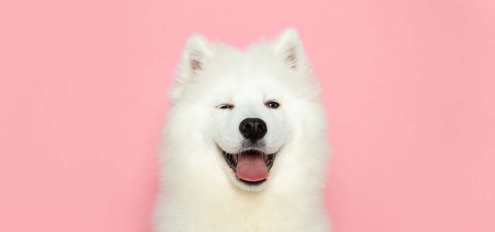 Photos of a white fluffy dog in front of a pink wall.