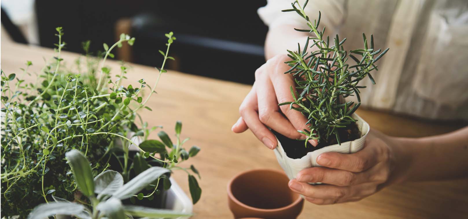 Woman's hands planting herbs into clay pots.