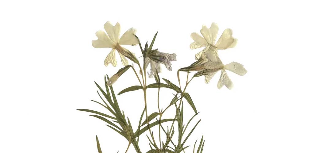 White flowers.