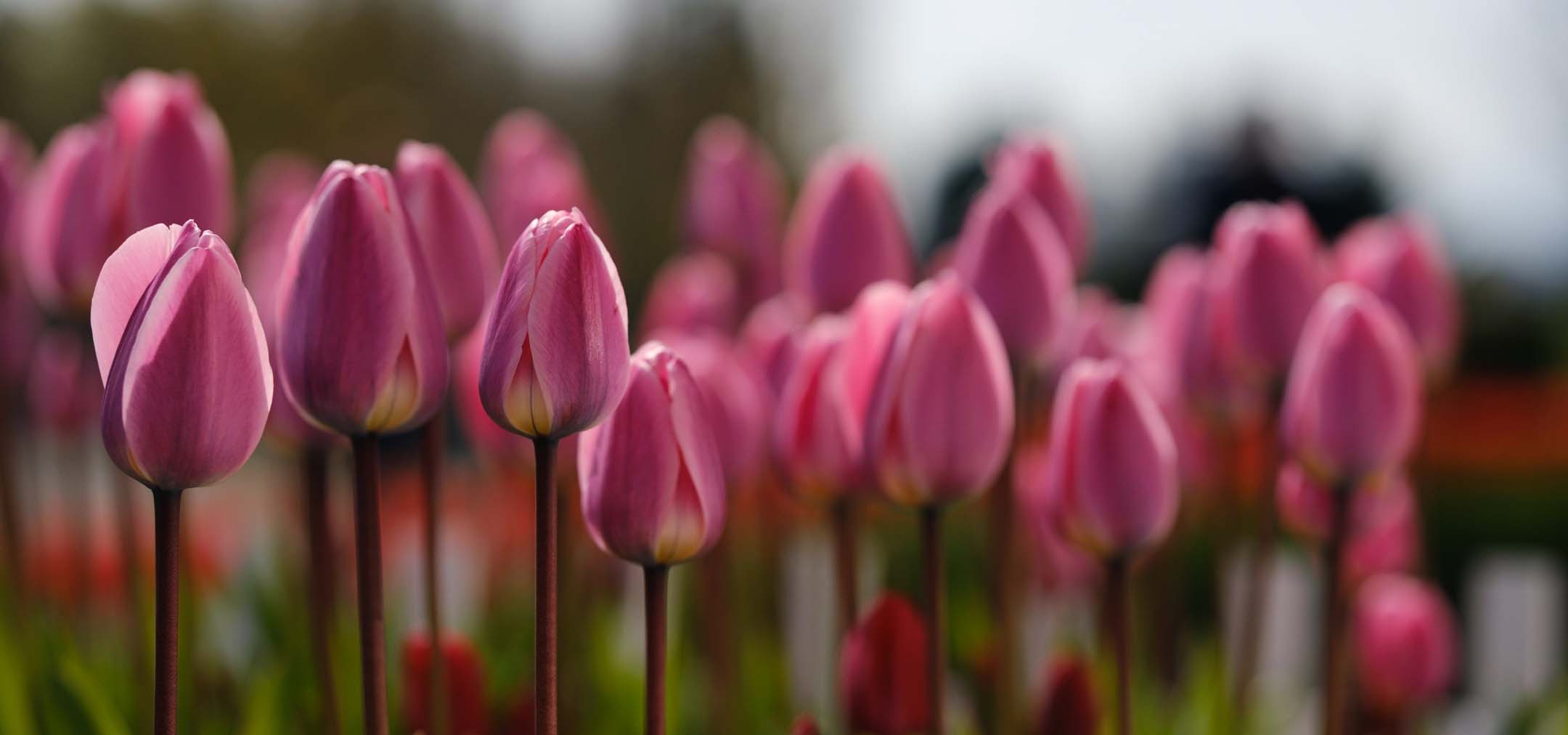Rows of pink tulips.