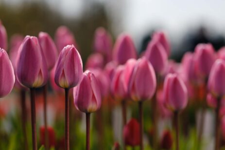 Rows of pink tulips.