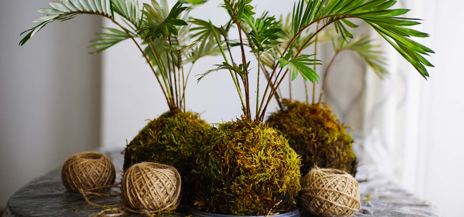 A collection of three kokedama, a popular style in Japanese gardens.