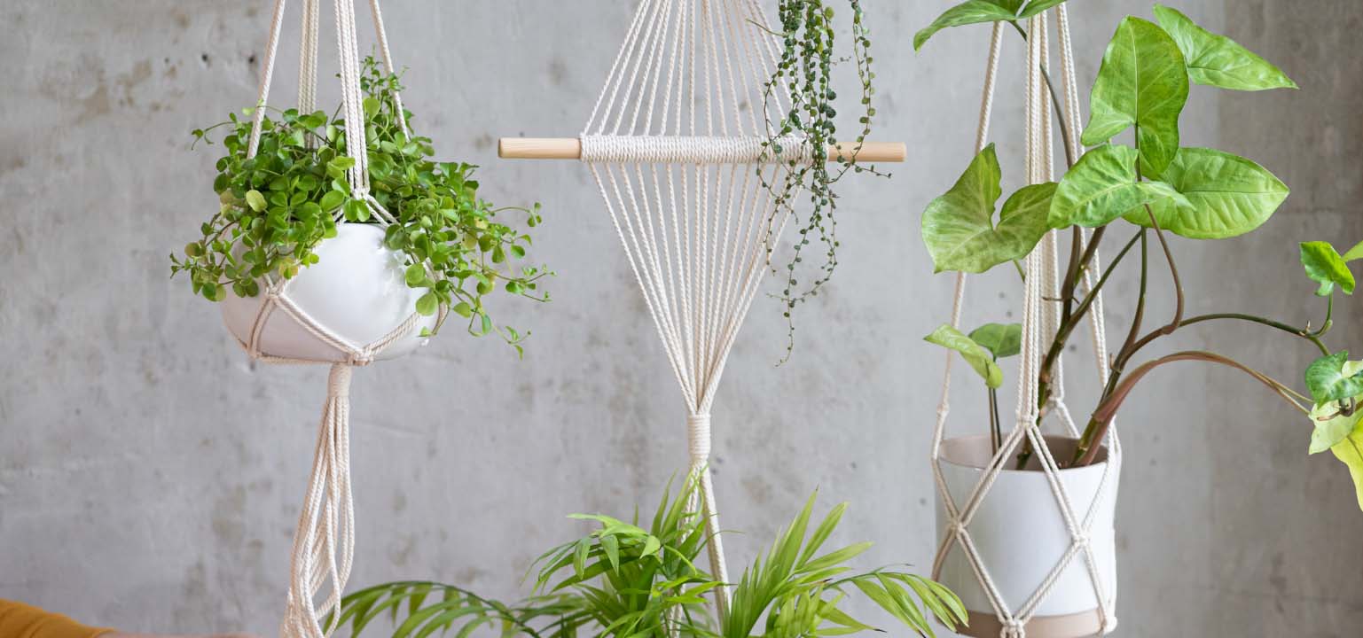 Collection of macramé plant hangers filled with green plants.