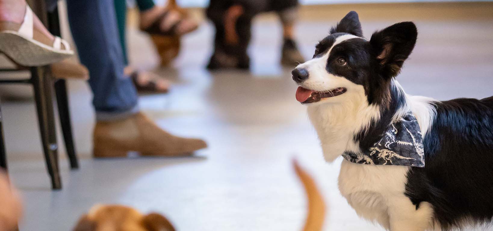 Dogs looking up at their owners while playing at an indoor facility for dogs.