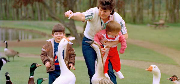 Mother with two kids feeding geese in a park.