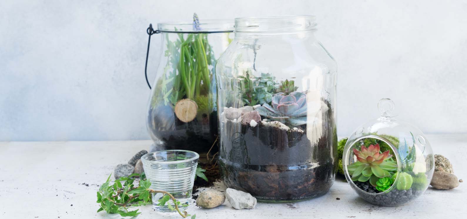 Display of open glass terraria filled with dirt and plants.