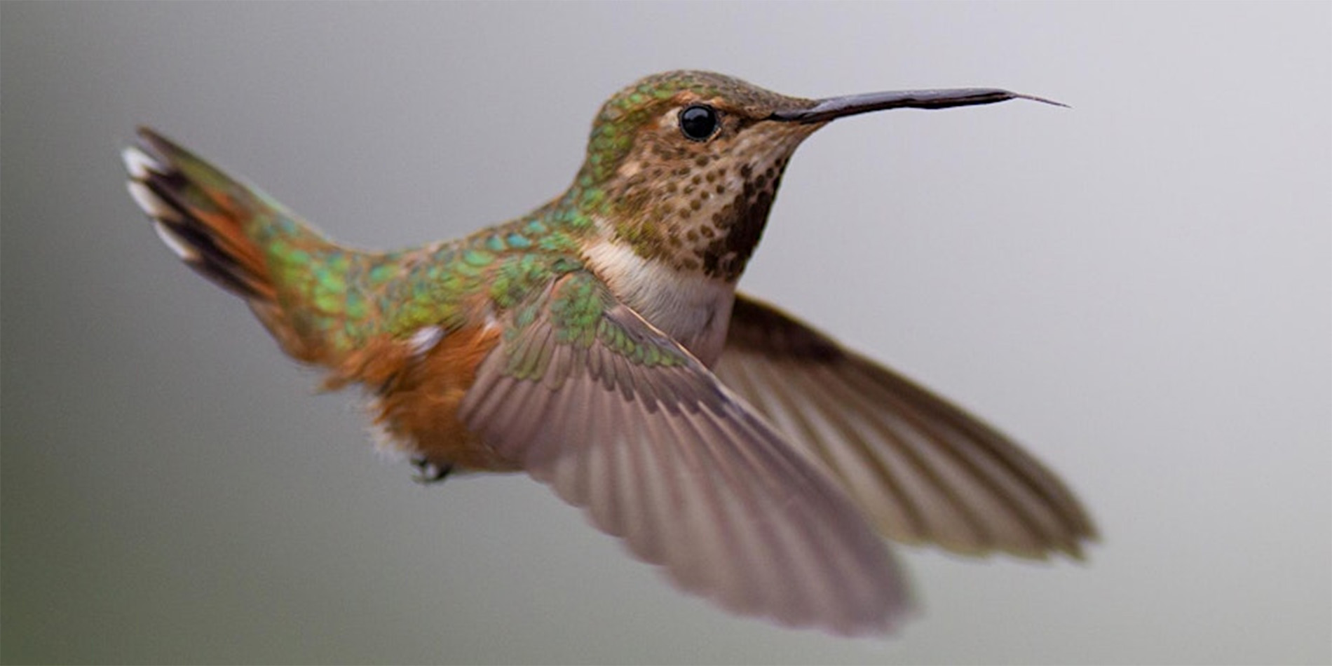 hummingbird
