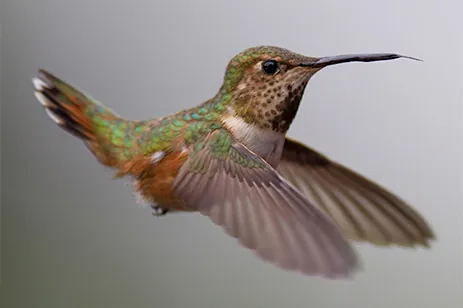 hummingbird