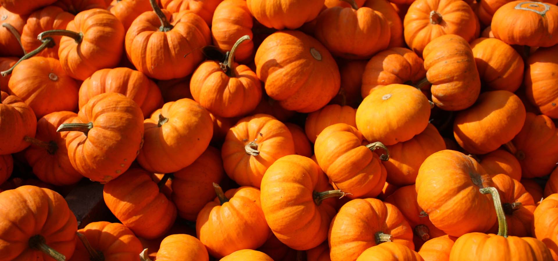 Pumpkins.