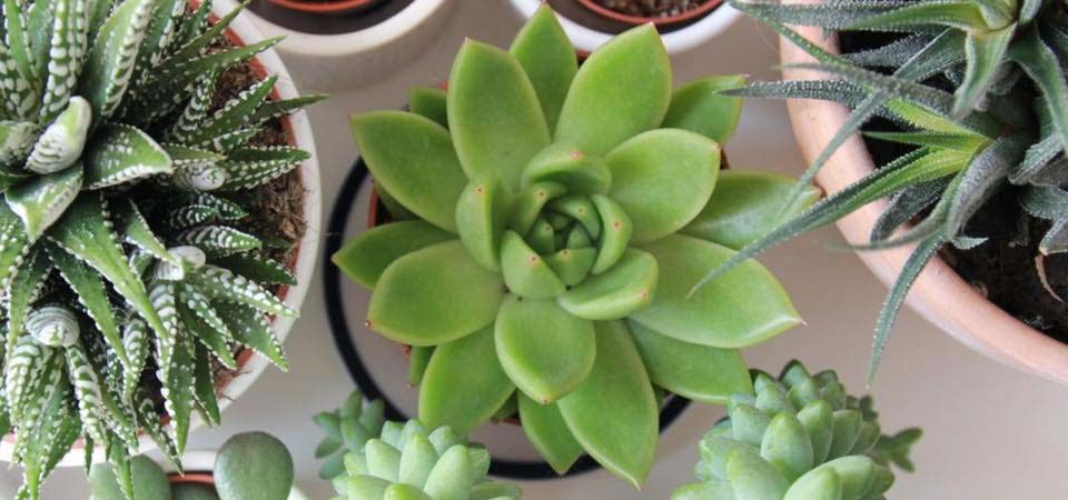 Overview image of succulent plants in white pots.