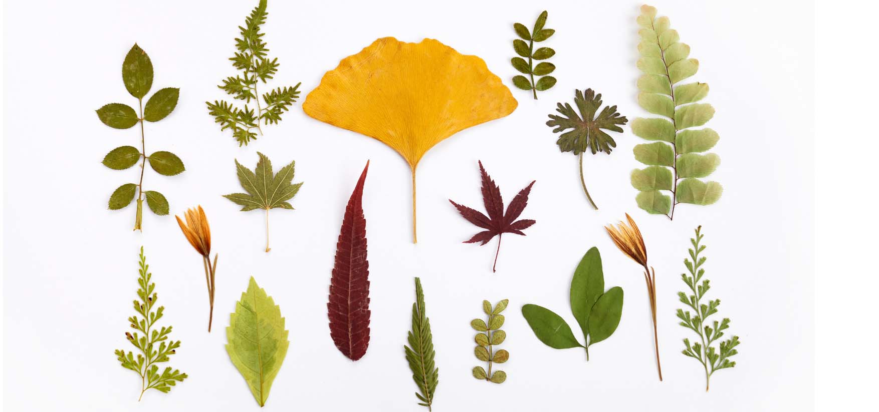 Collection of pressed leaves displayed artfully.