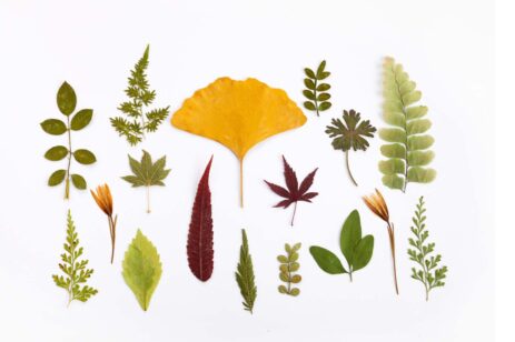 Collection of pressed leaves displayed artfully.