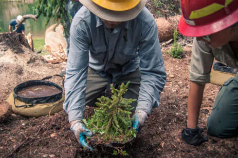 PERSON PLANTING