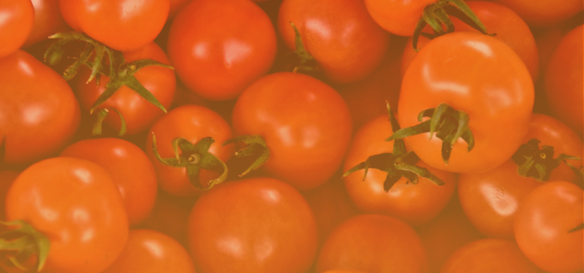 Fall harvested tomatoes.