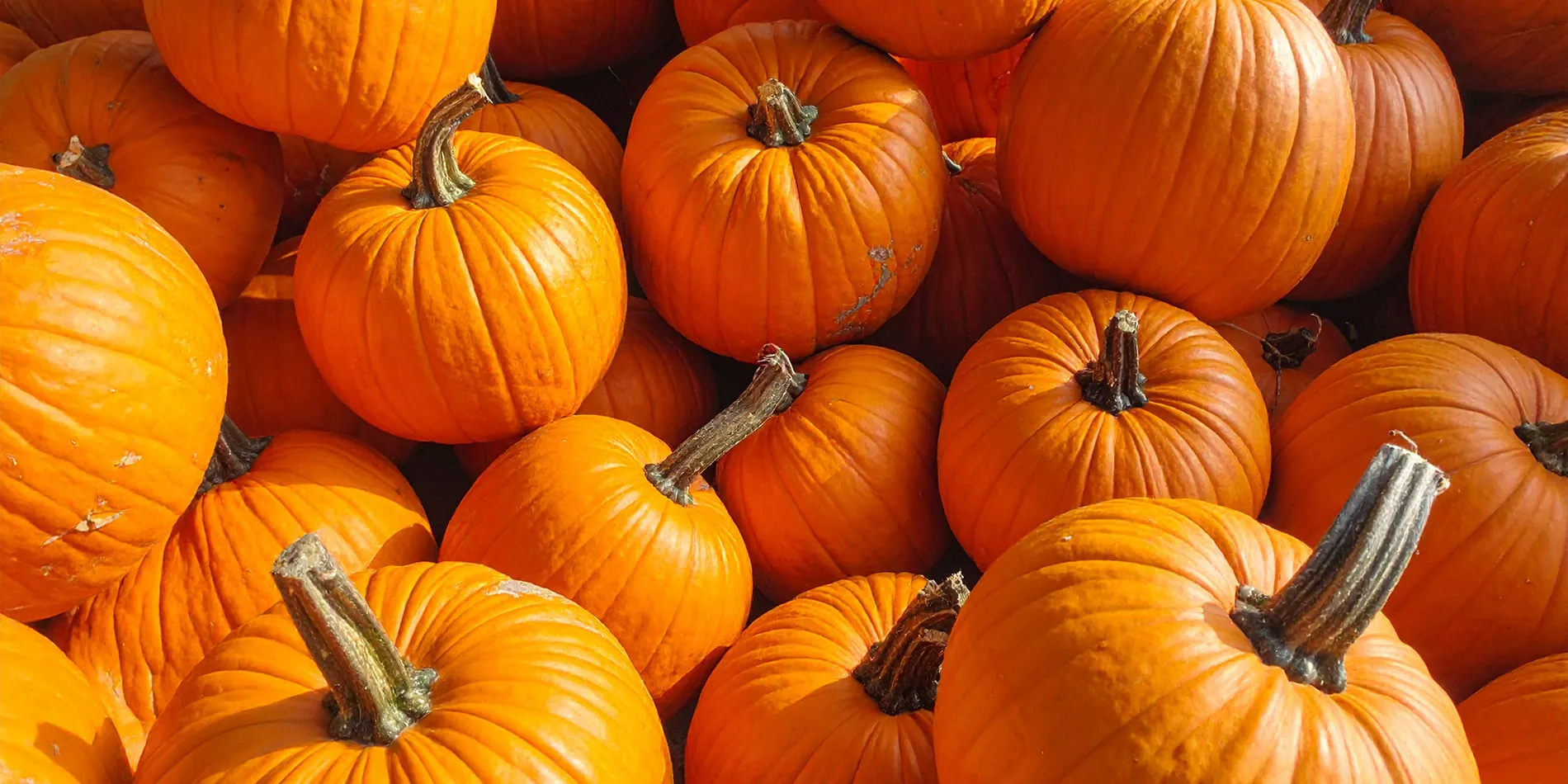 pile of pumpkins