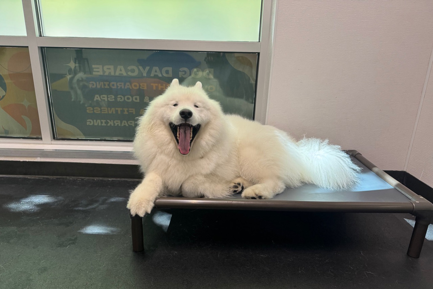 dog grinning