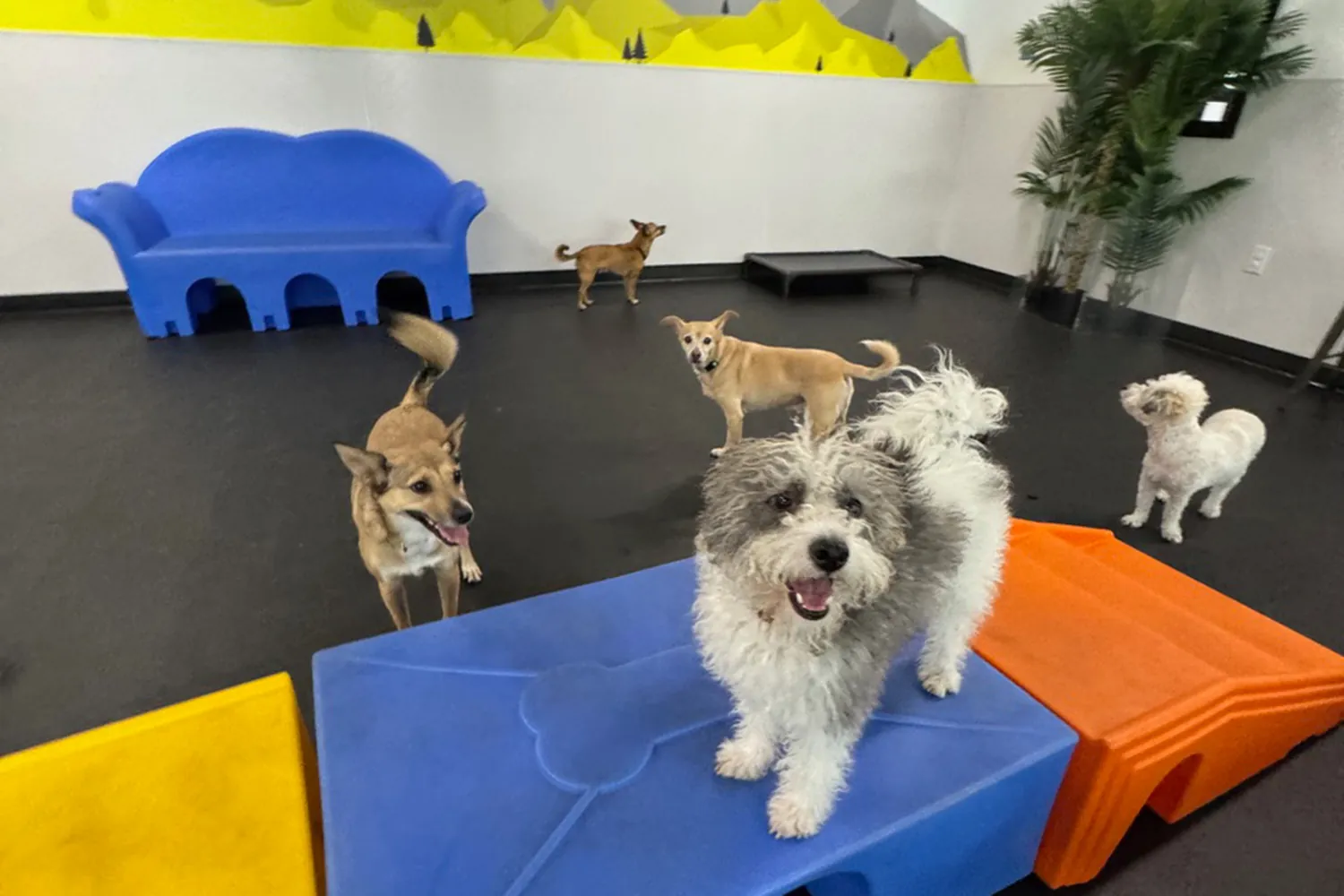 dogs playing