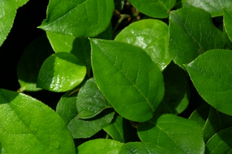 Salal Credit Union