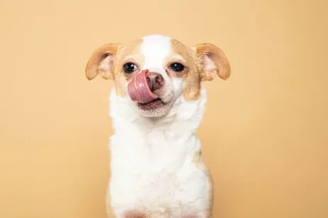 Say Woof
