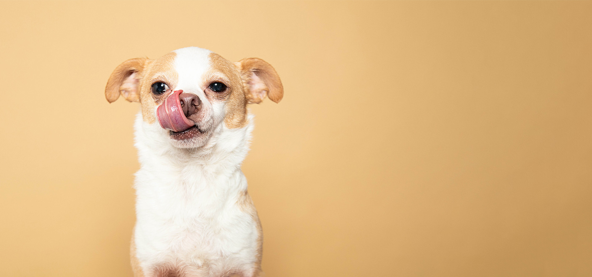 dog licking face