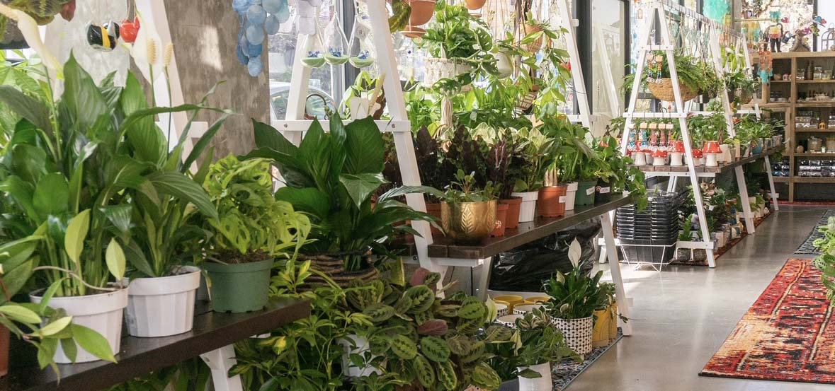 Inside a plant shop.