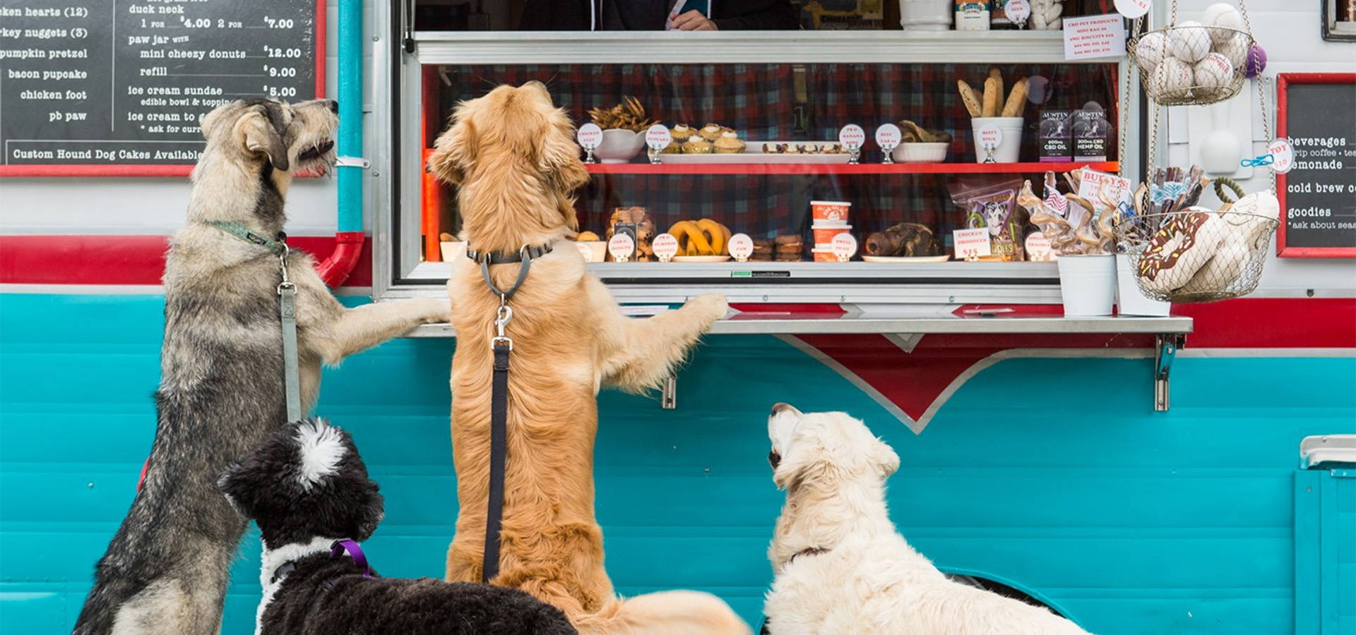 Image of dogs waiting for treats