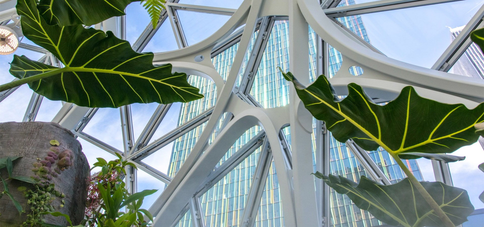 Image of foliage inside The Spheres