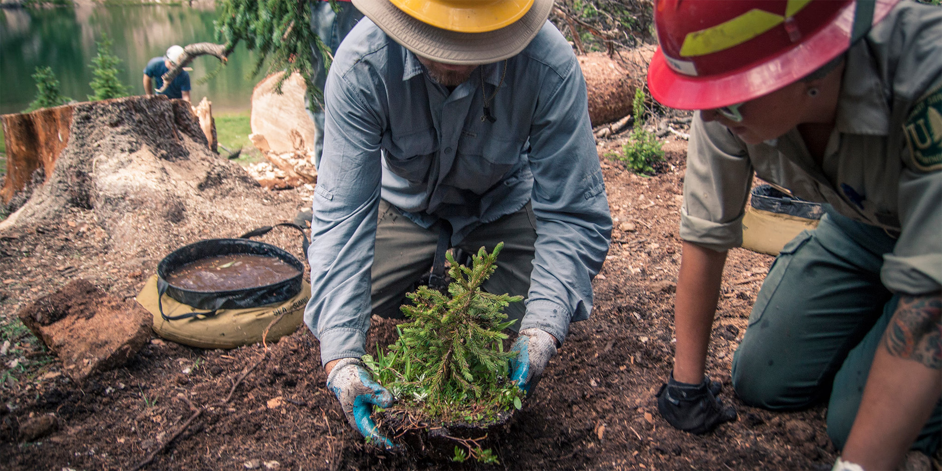 person planting a tree