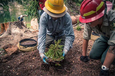 person planting a tree