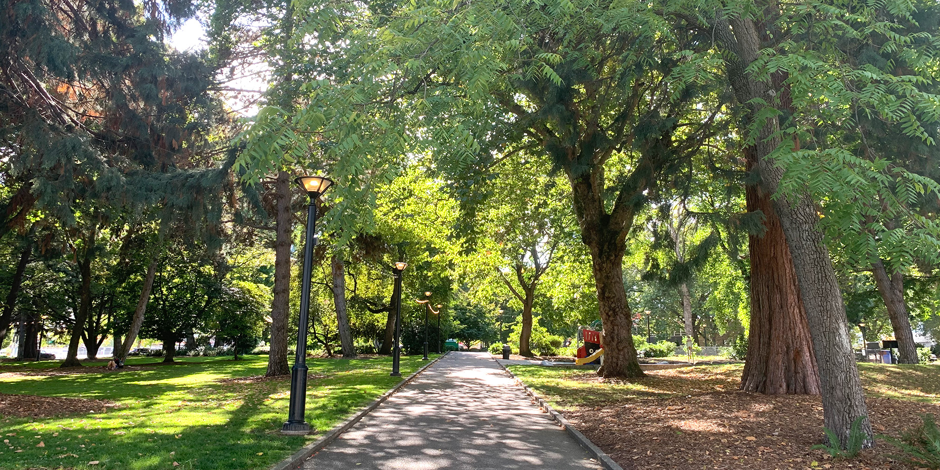 path between trees