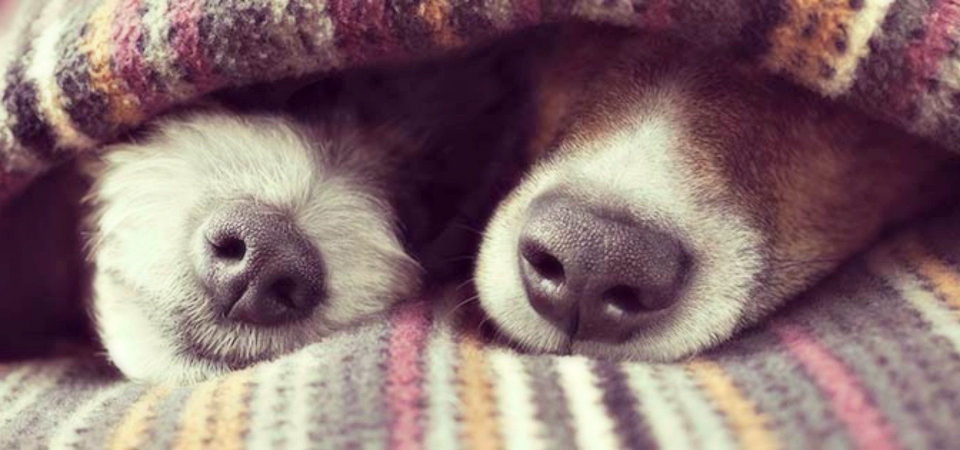 Dog noses under a blanket
