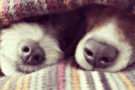Dog noses under a blanket